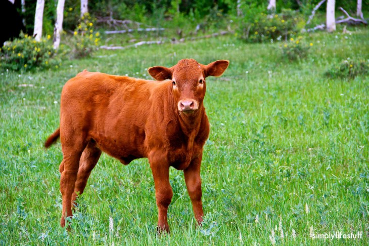 calf