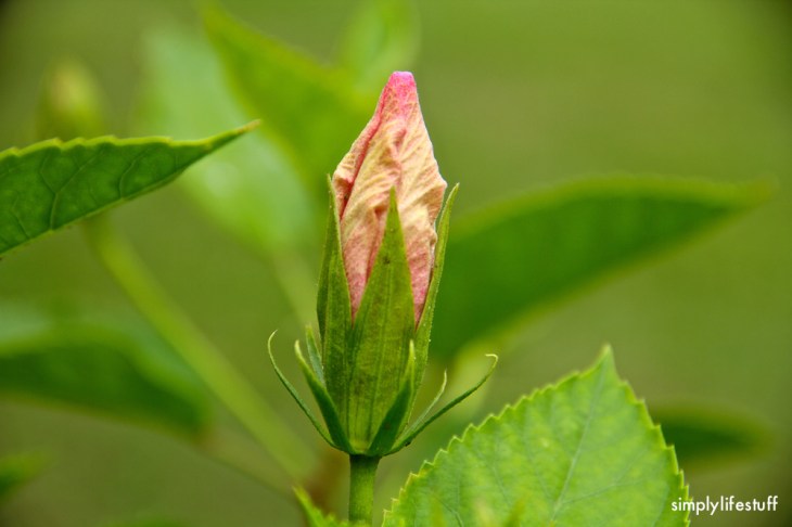 stillness, flower bud